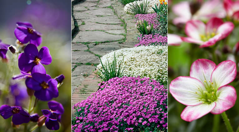 muurbloemen Aubrieta en Saxifraga